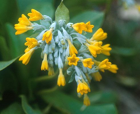 Fiore Primula Palinuro