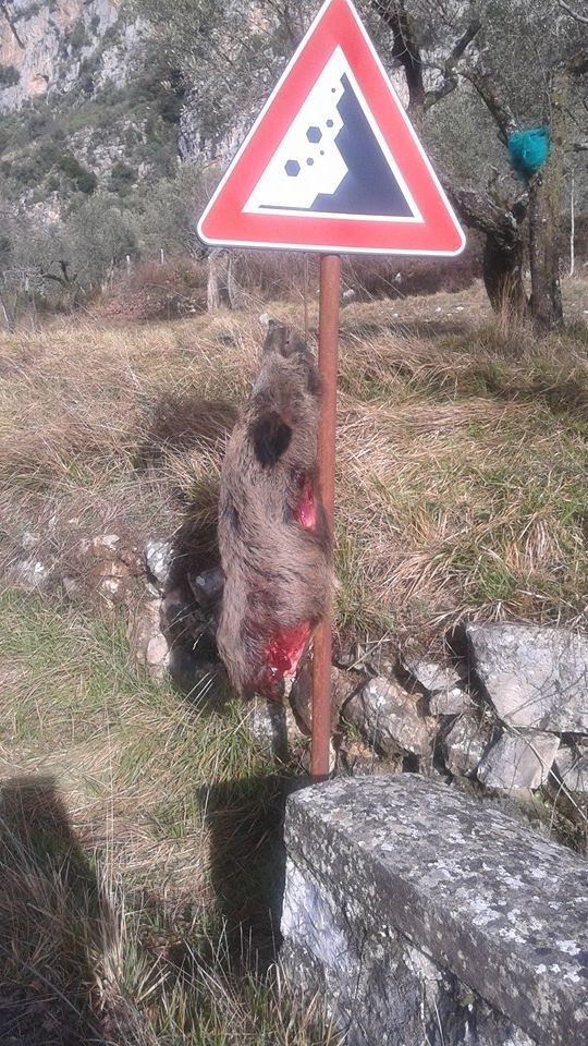 cinghiale ucciso
