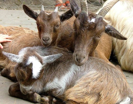 fiera frecagnola 2011