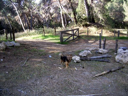 pineta ambiente rifiuti