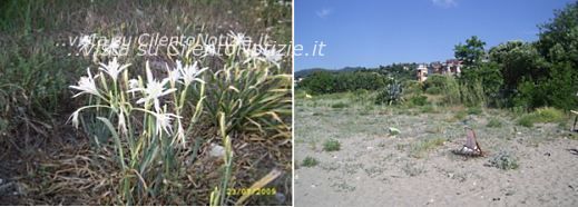 spiaggia vibonati ambiente