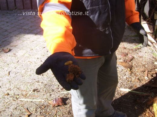 strage punteruolo rosso palme di sapri cilento
