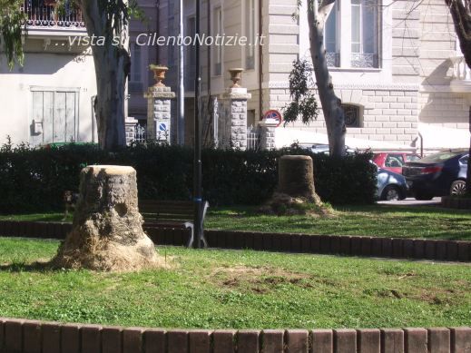 strage punteruolo rosso palme di sapri cilento
