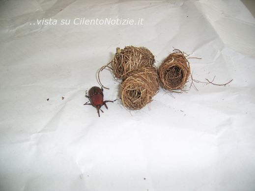 strage punteruolo rosso palme di sapri cilento