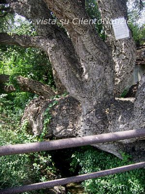 sughera di Vibonati un particolare