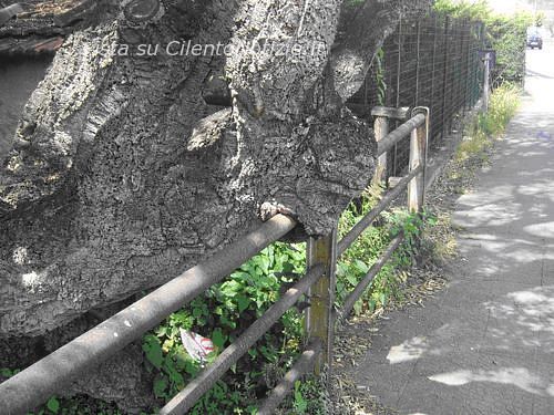 sughera vibonati da salvare