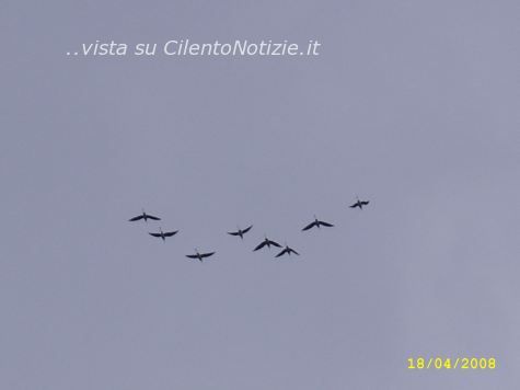 uccelli in volo