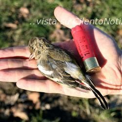 uccello colpito da cacciatore