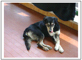 Attualita foto - https://www.cilentonotizie.it/images/comunicati/canile002.gif