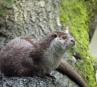 007 lontra comune 007 lontra comune