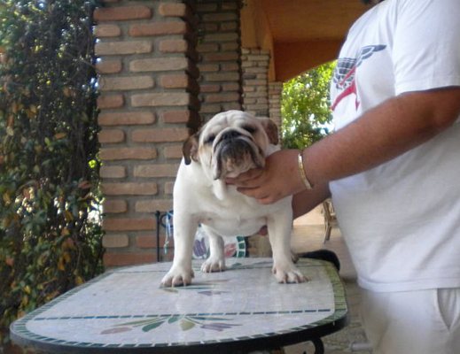 01022013 anagrafe canina