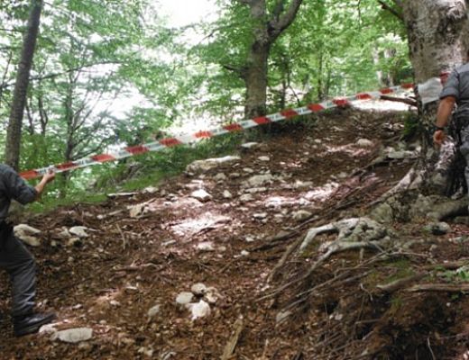 01022016 forestale taglio alberi