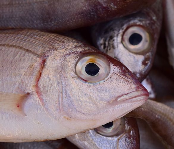 01022017 pescato pesce