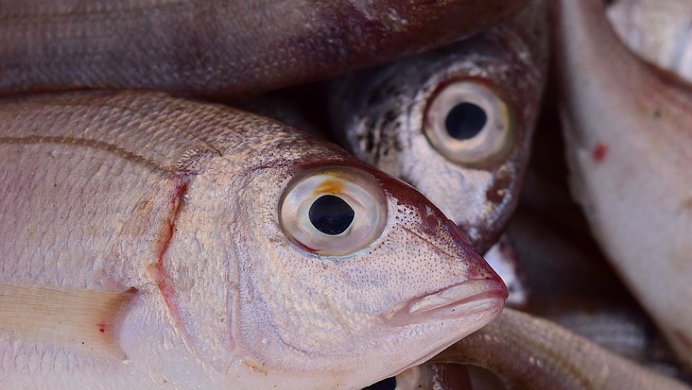 01022017 pescato pesce