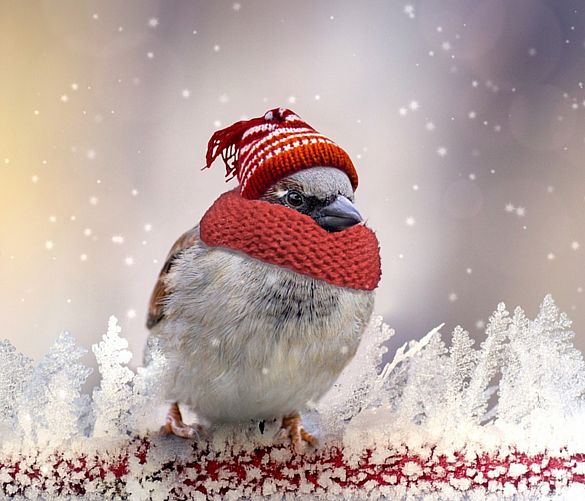 01022018 passero al freddo