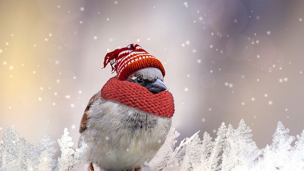 01022018 passero al freddo