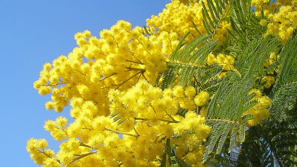 01032016 Giornata internazionale della donna