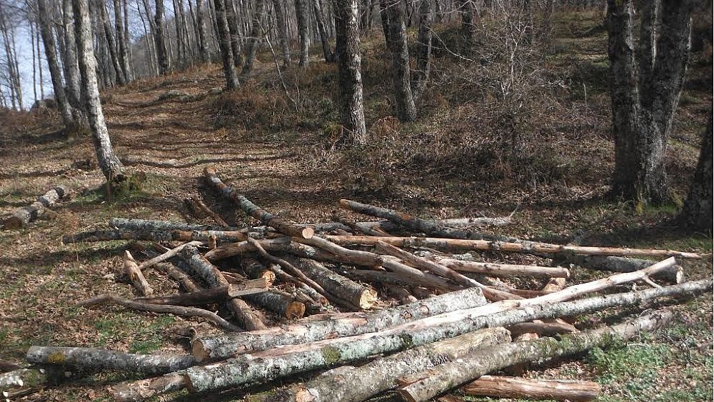 01032016 taglio abusivo alberi cilento
