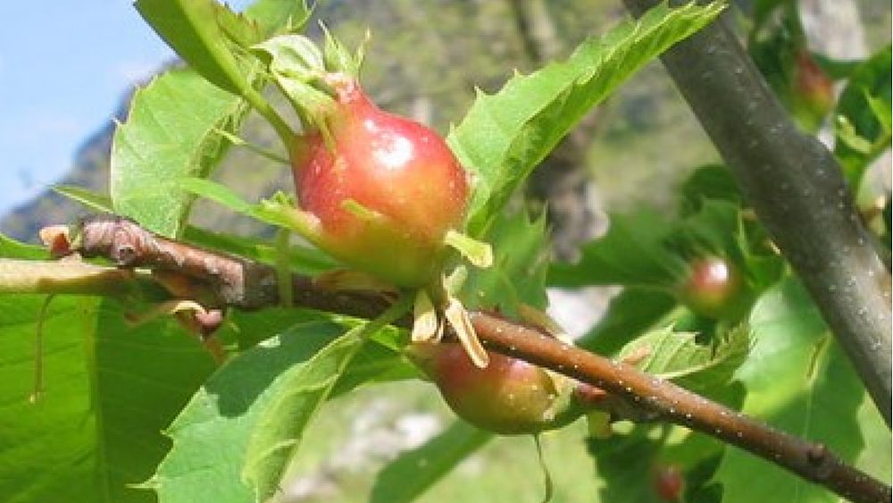 01032017 galle cinipide1