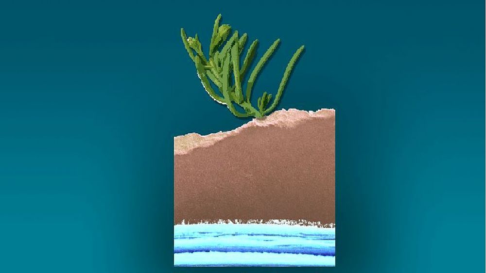 01032018 premio inula camerota