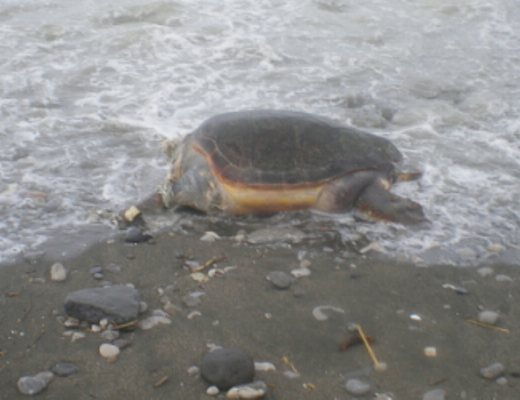 01042013 tartaruga caretta caretta salerno