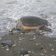 Cronaca foto - 01042013 tartaruga caretta caretta salerno