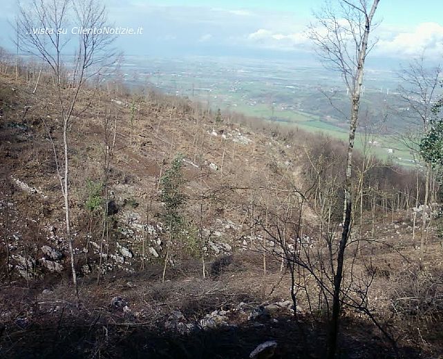 01042014 foto taglio bosco