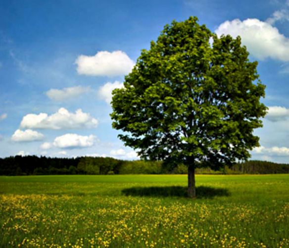 Giuseppe-Lembo foto - 01042016 albero