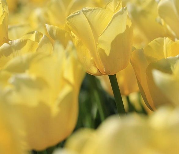 01042021 tulipani gialli