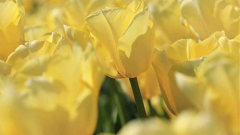 01042021 tulipani gialli