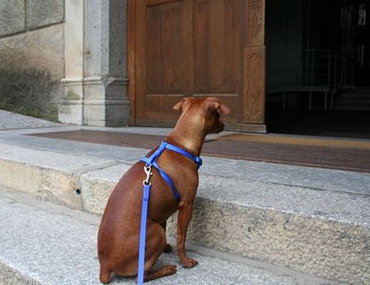 01052014 cani luoghi pubblici