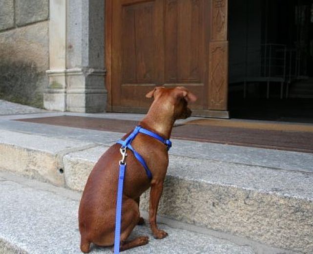 01052014 cani luoghi pubblici