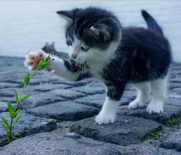 01072022 gatti