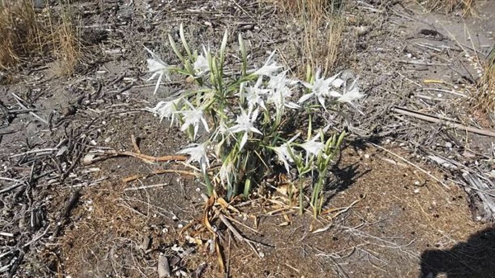 01082017 giglio di mare villammare