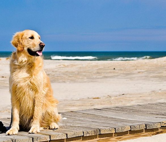 01082019 cane in spiaggia