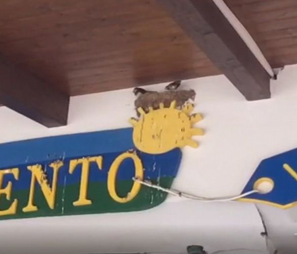 01082019 rondini cilento viaggi