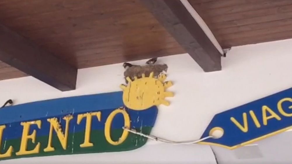 01082019 rondini cilento viaggi