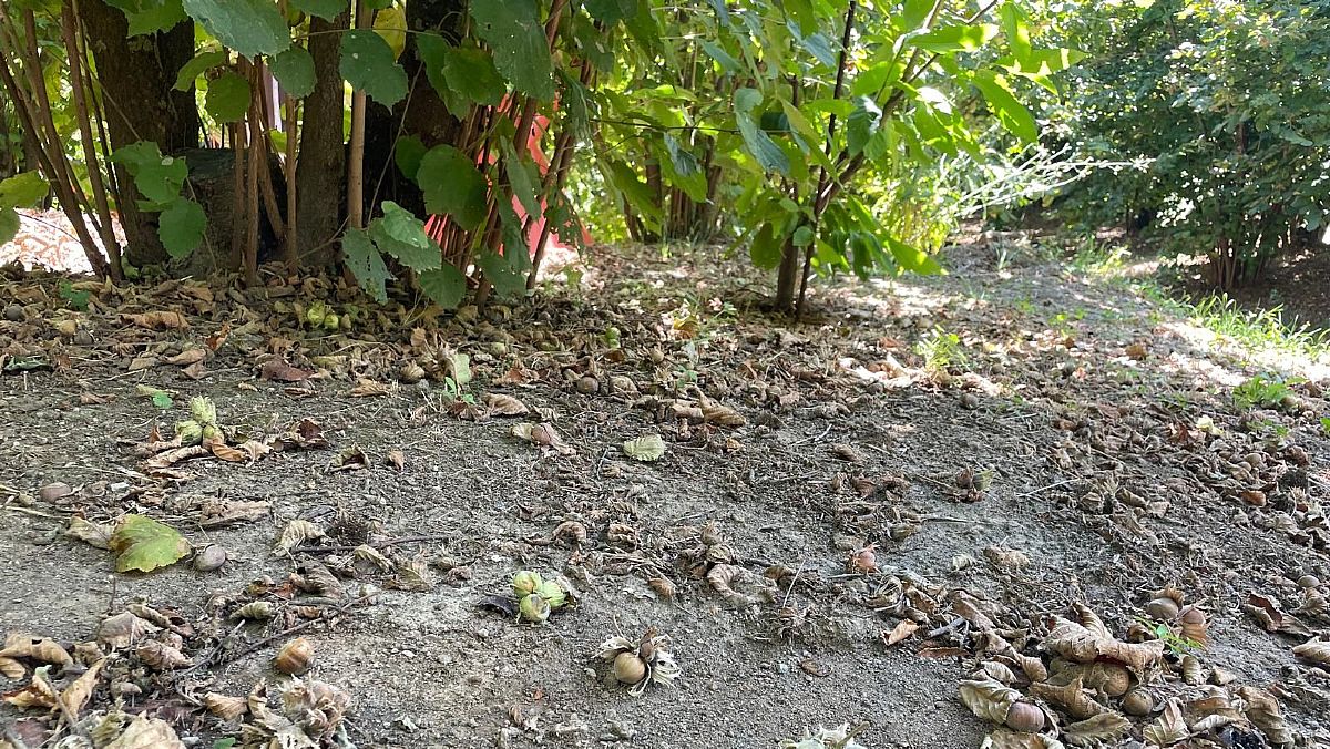 01082025 raccolta nocciole  01082025 raccolta nocciole