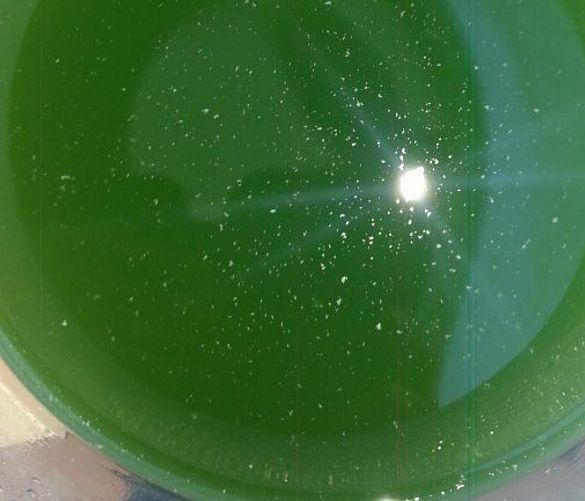 01092019 spirulina