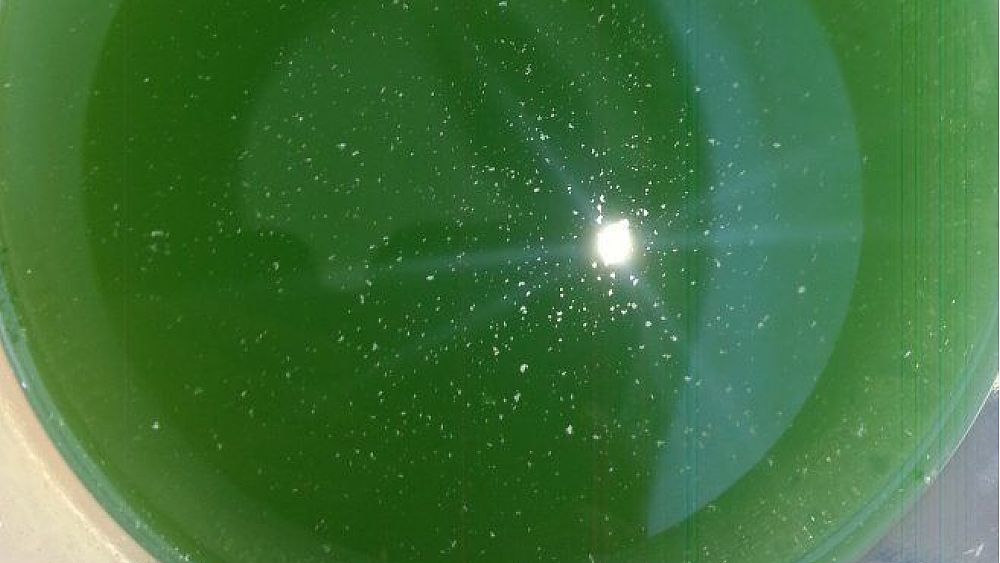 01092019 spirulina 01092019 spirulina