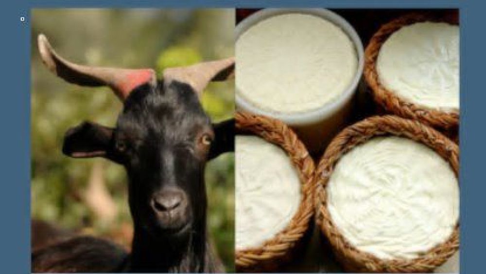 01092023 forum fiera caprina