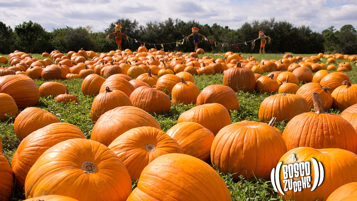 01092025 il bosco delle zucche cilento 01092025 il bosco delle zucche cilento
