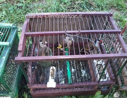 01102012 caccia cardellini 01