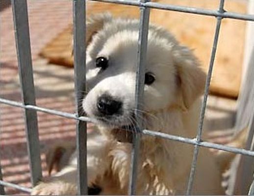 01102014 adotta un cane