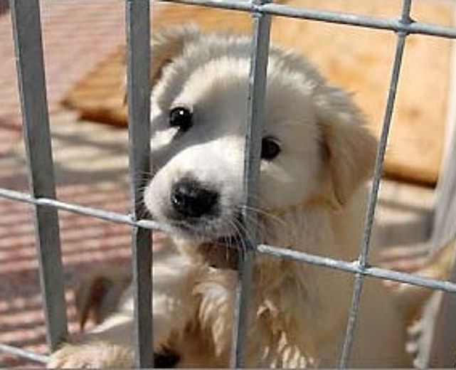 01102014 adotta un cane