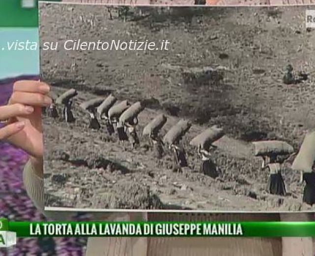 01122013 lavanda cilento su uno mattina