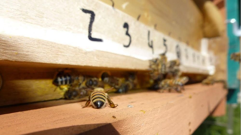 01122016 api alveare