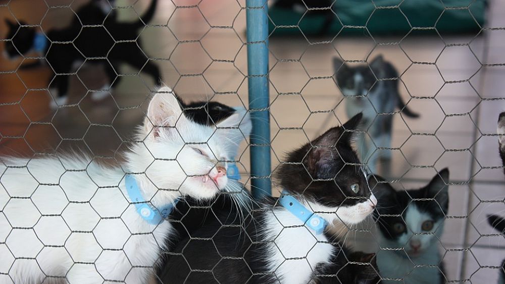 01122017 cani e gatti