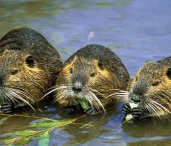 Paolo-Abbate foto - 01122017 nutria