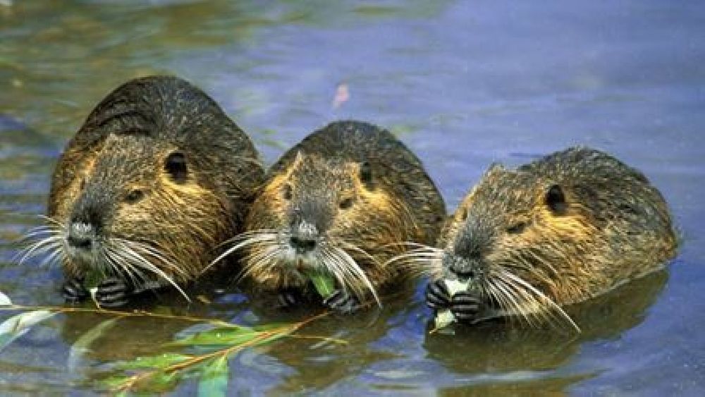 01122017 nutria 01122017 nutria